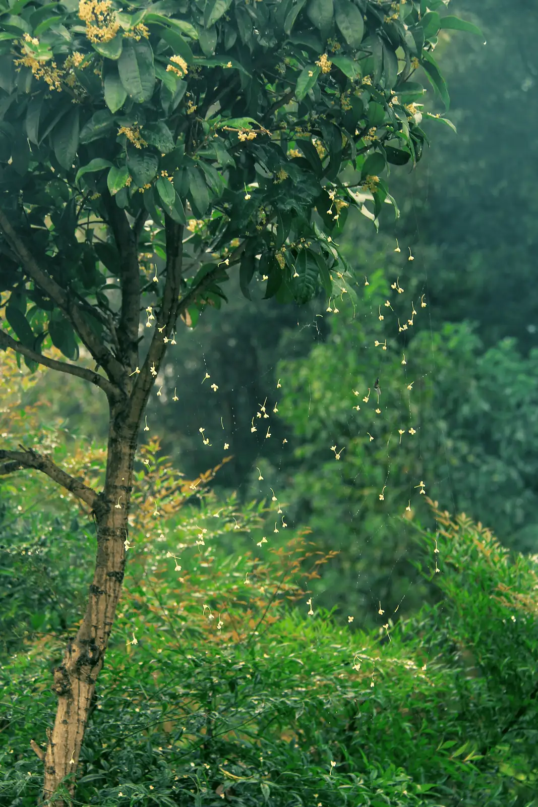 Battling Blights and Bugs: Defend Your Osmanthus from Common Pests