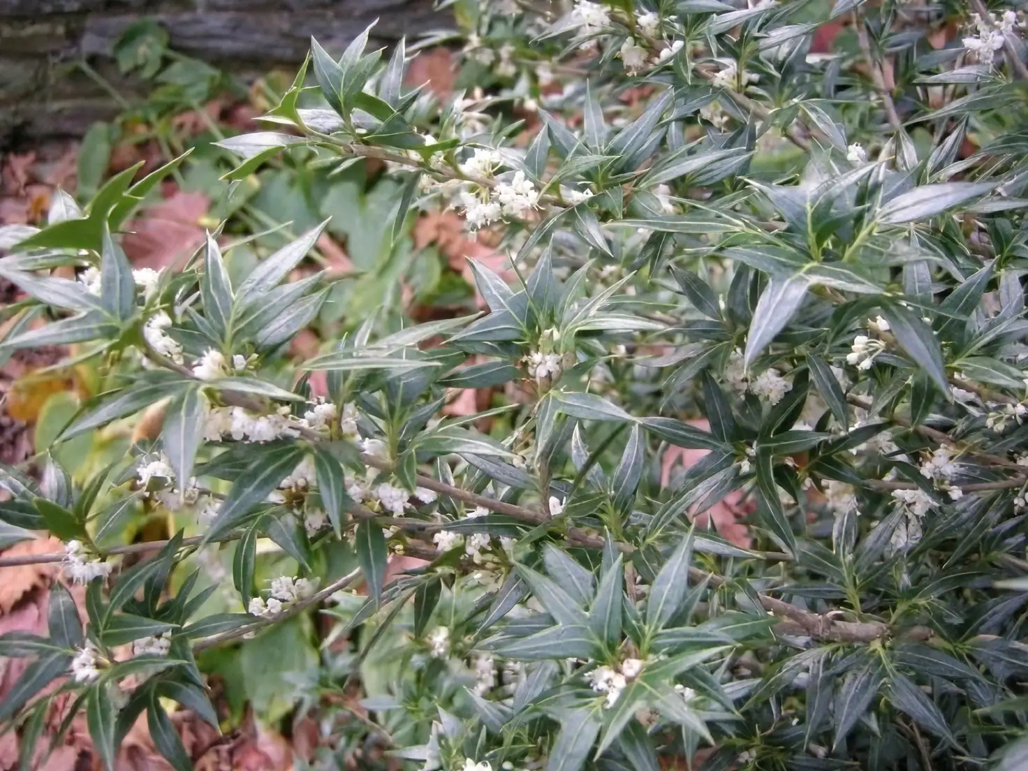 osmanthus in partial shade garden