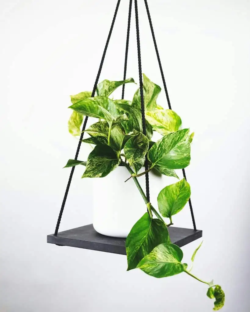Snip and Shape: Mastering the Art of Houseplant Pruning