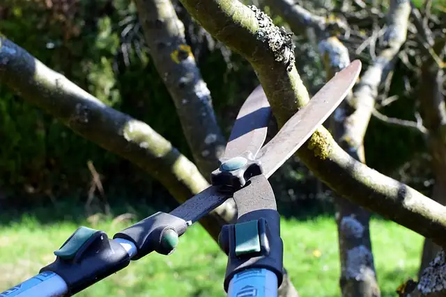pruning shears with houseplants