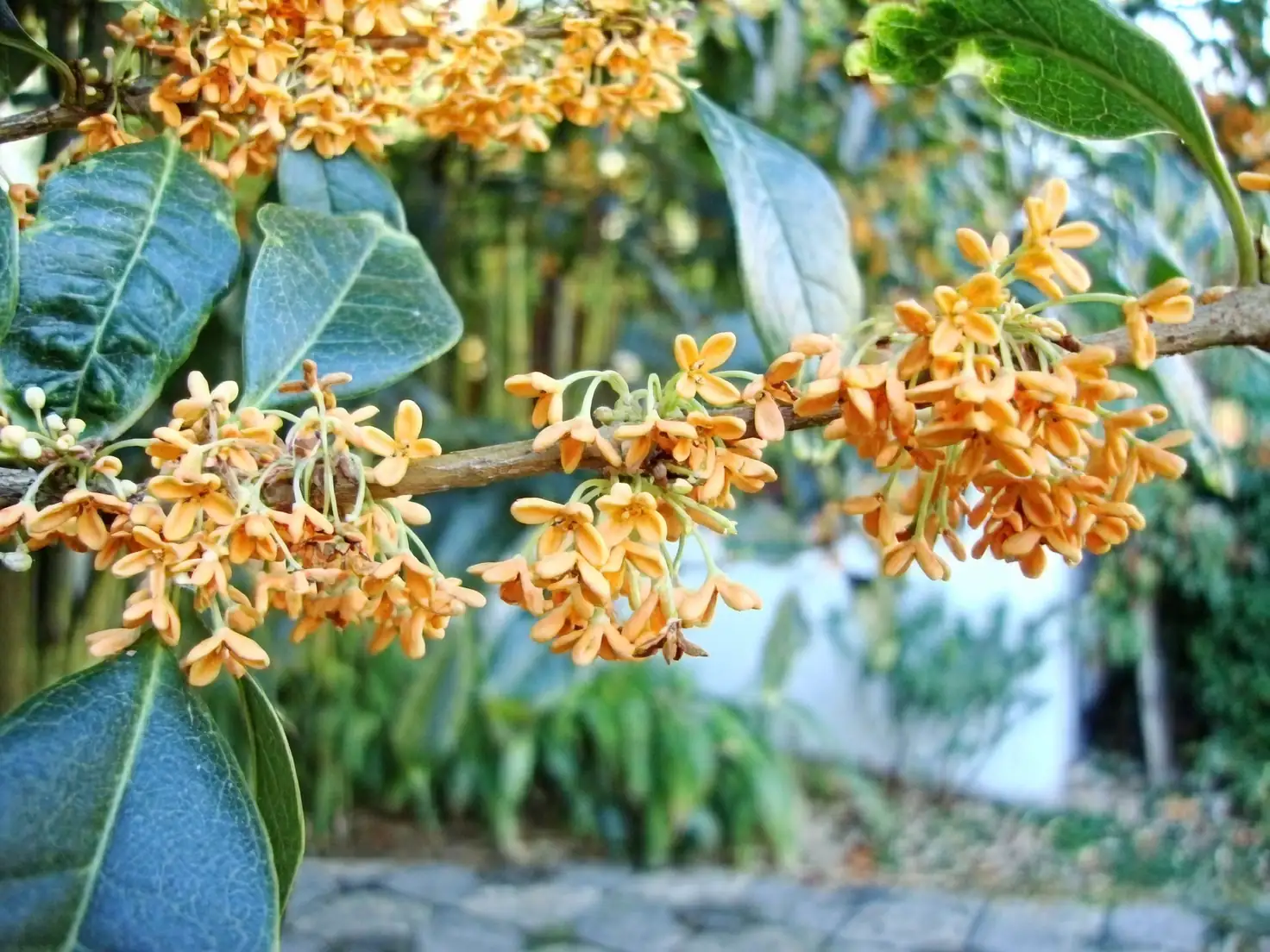 Osmanthus fragrans in Chinese garden