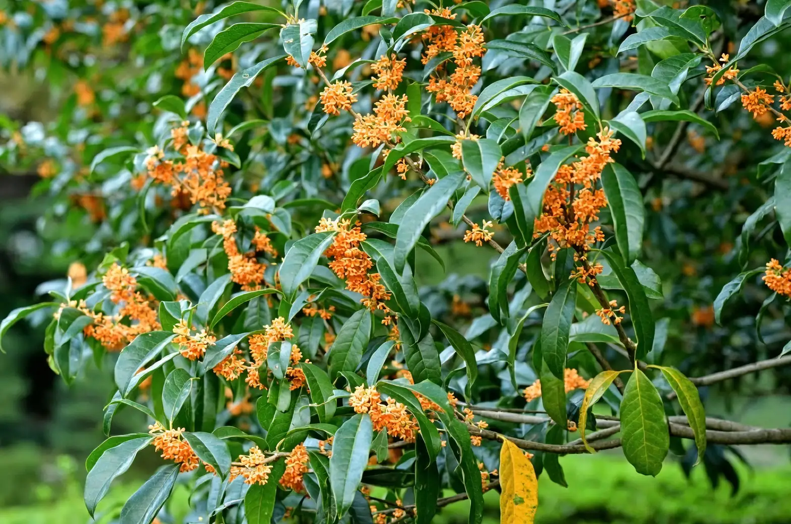 Osmanthus fragrans garden centerpiece