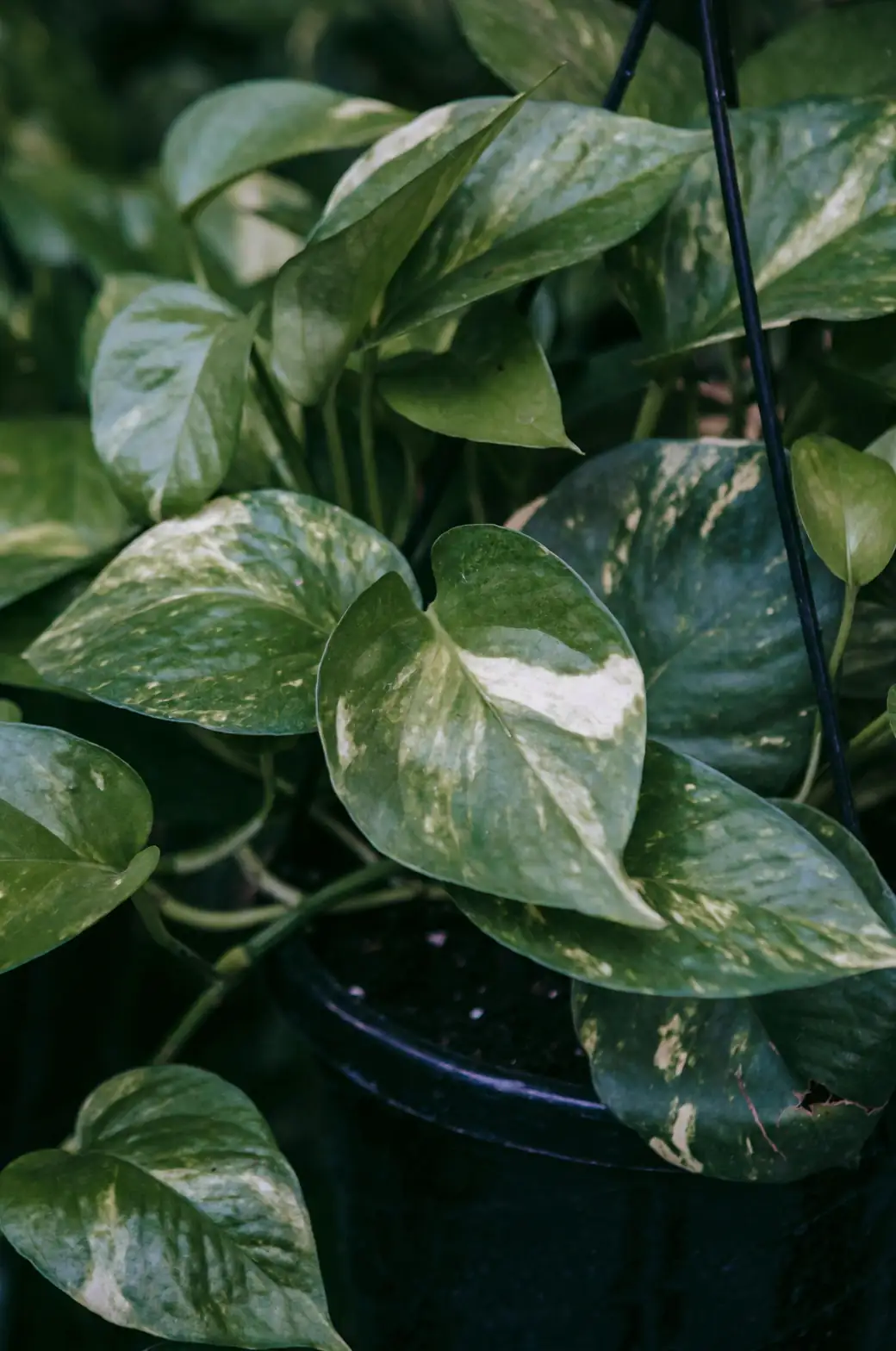 osmanthus plant in pot