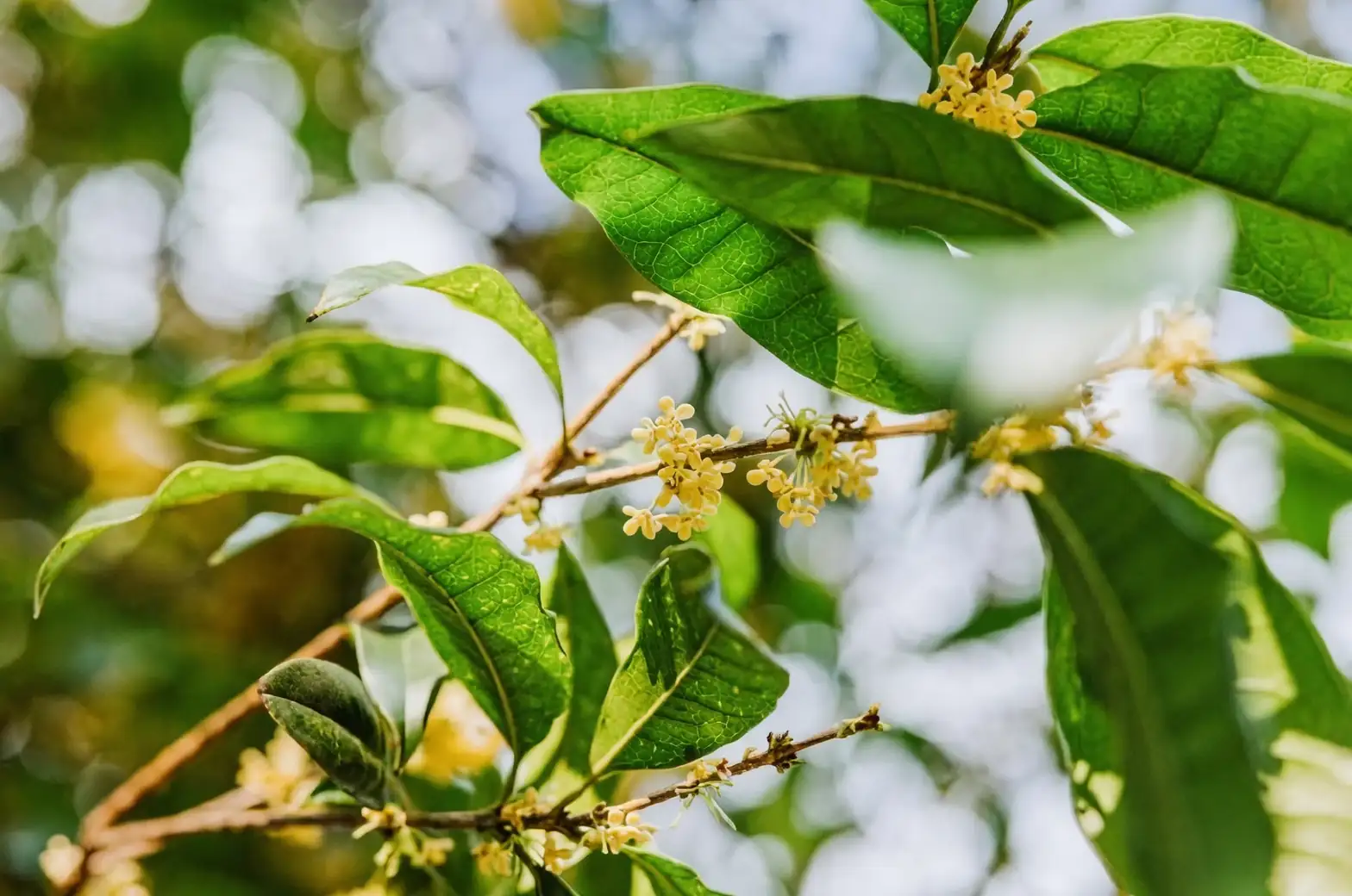 osmanthus flowers close-up