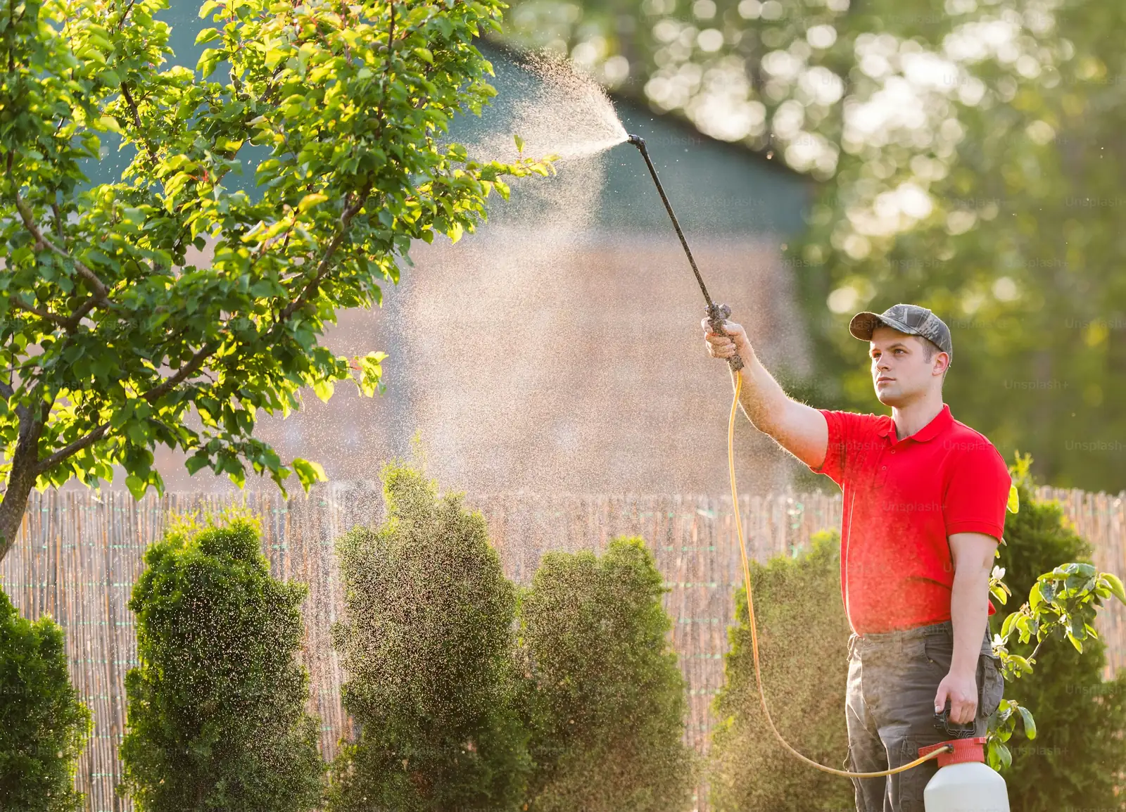 osmanthus garden care