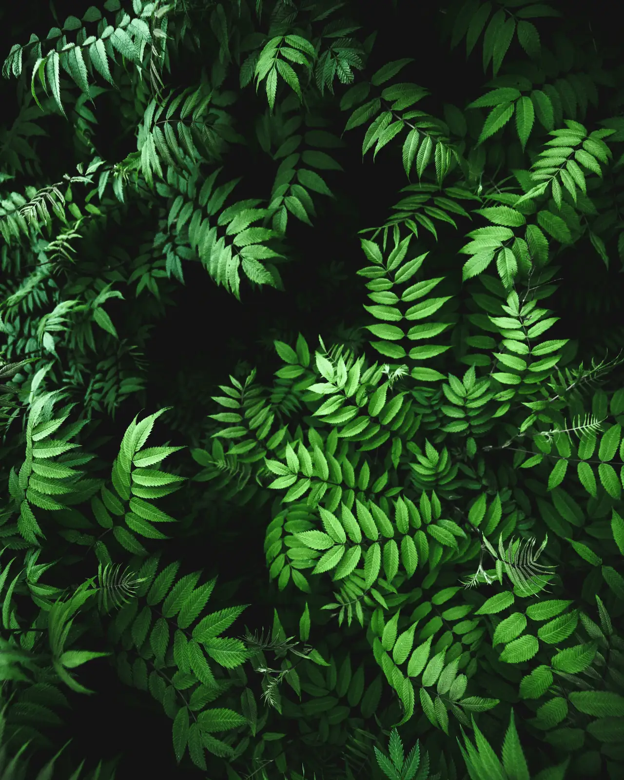 close-up of plant auxin effect