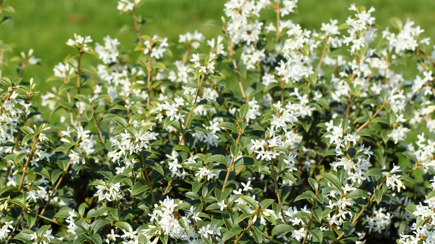 osmanthus hedge garden design
