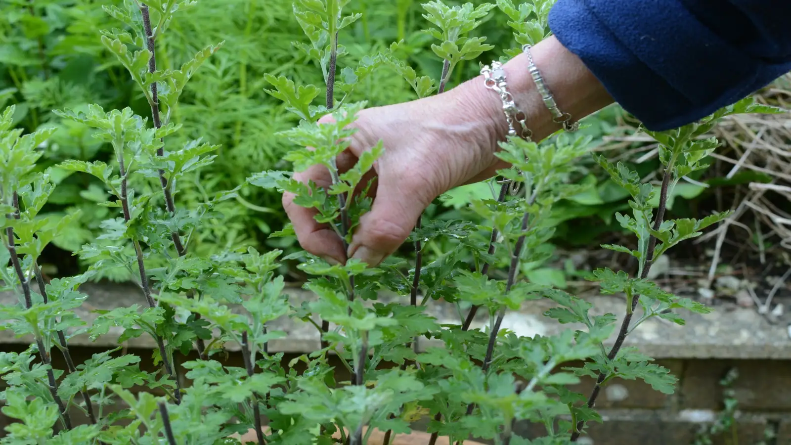hands pinching plant tips