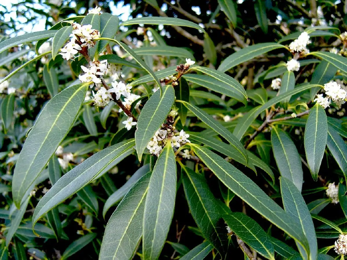 Propagation Masterclass: Cultivating Your Own Osmanthus Fragrans