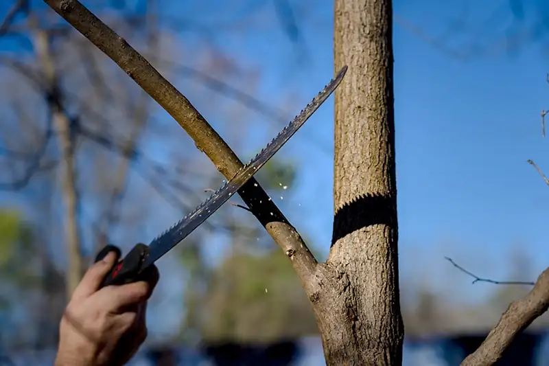pruning thick branch correctly