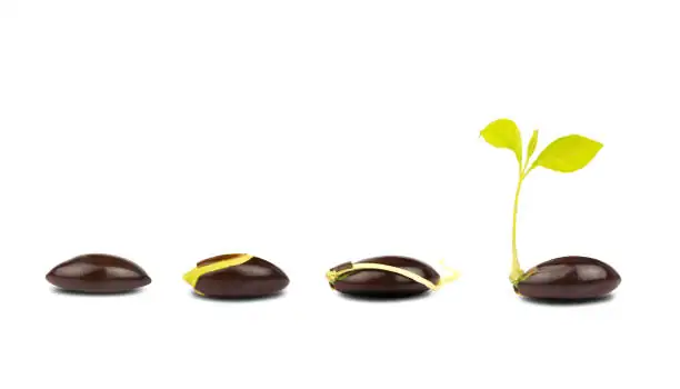 osmanthus seeds germination process