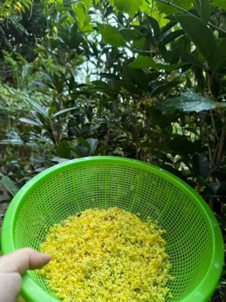 osmanthus cuttings rooting hormone