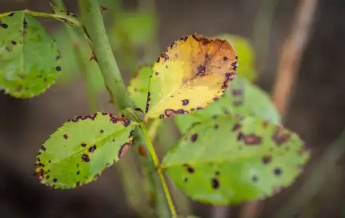 diseased plant leaves close-up