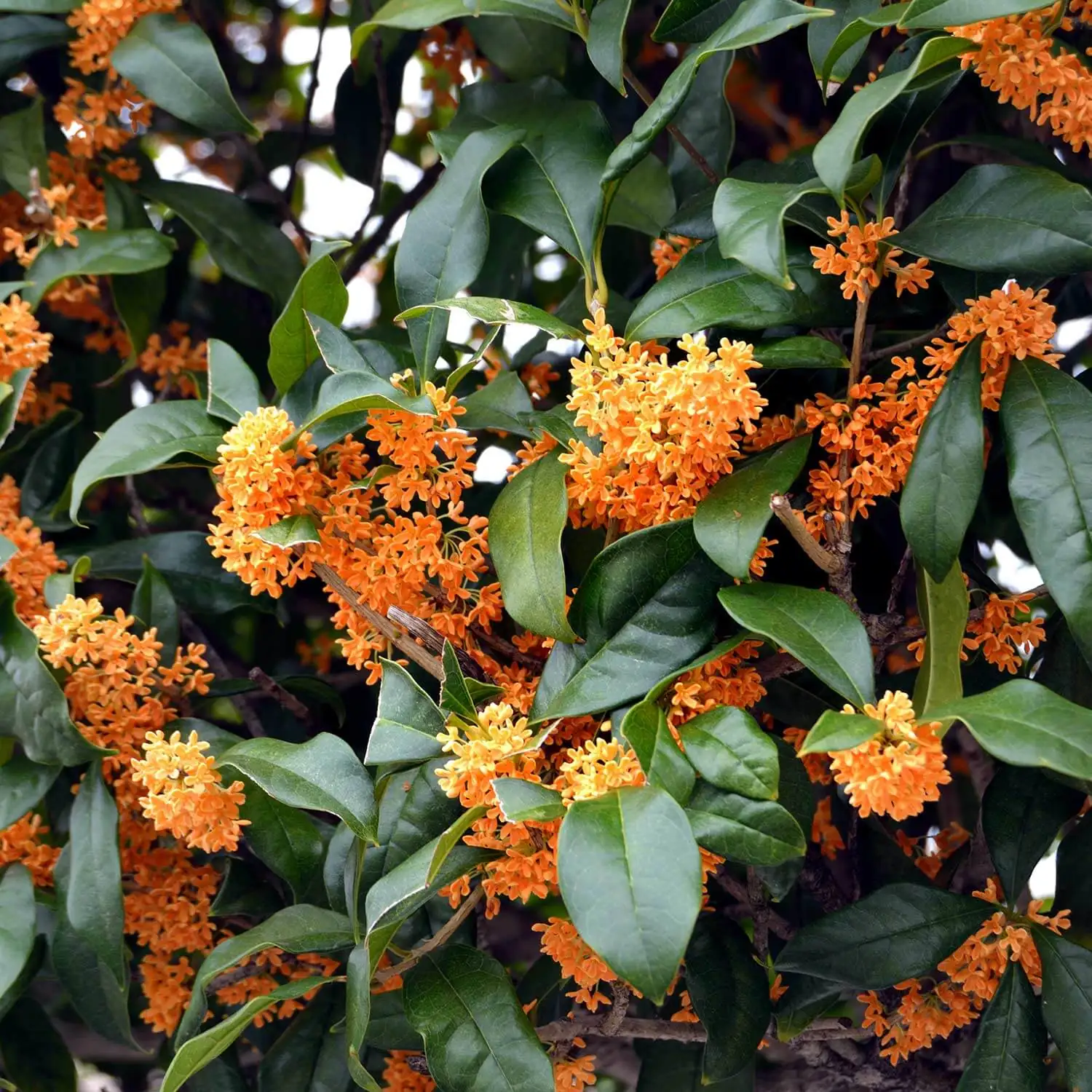 Perfect Plant Partnerships: Companion Planting with Osmanthus for a Harmonious Garden