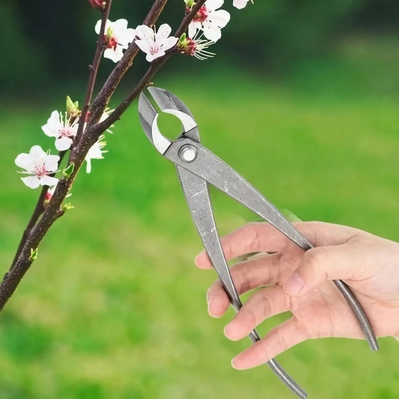 pruning shears cutting plant branch