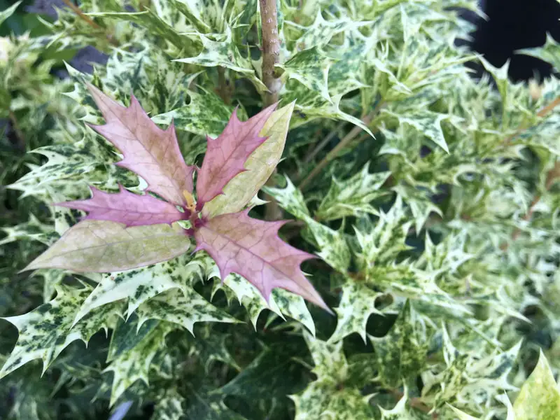 japanese maple and osmanthus