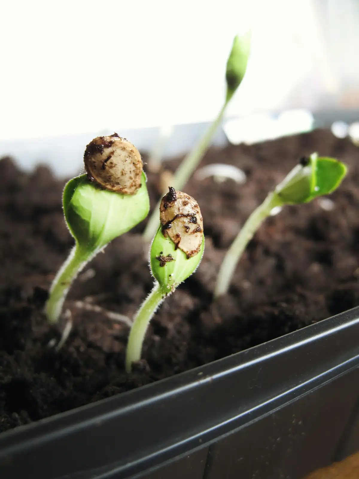 plant pruning step-by-step guide