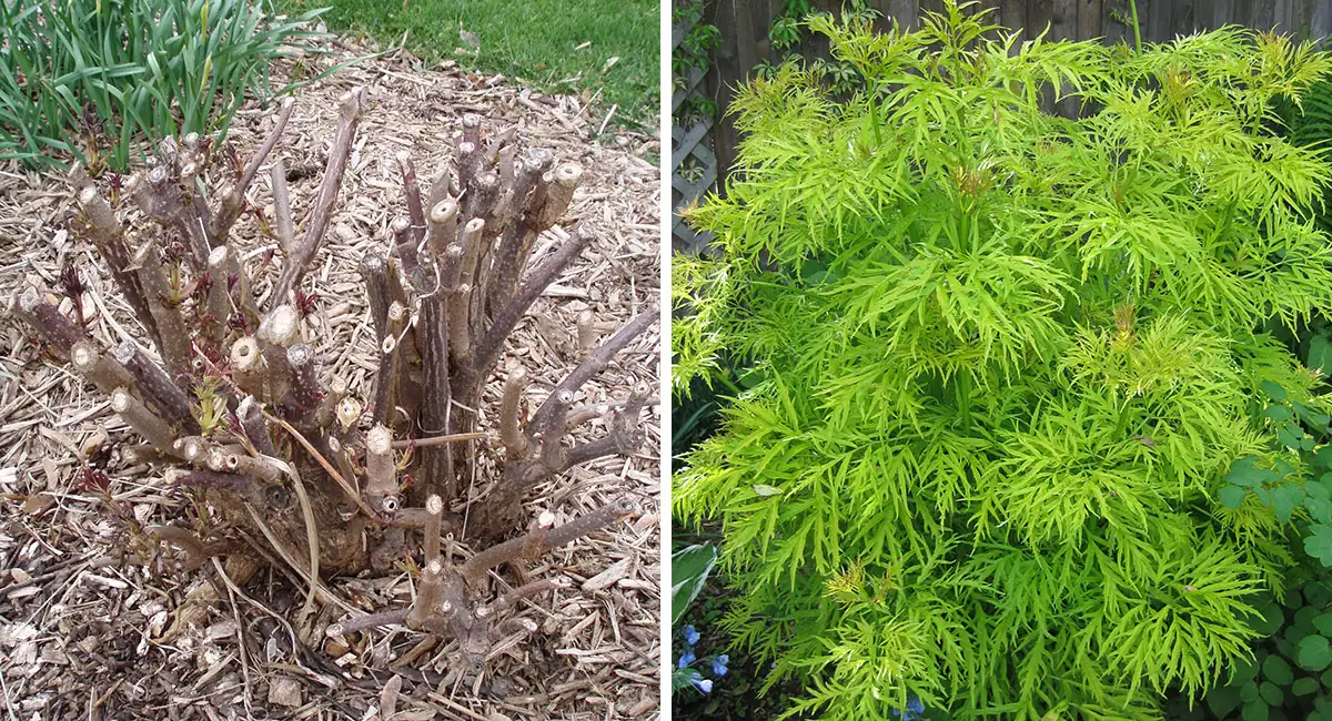 overgrown plant before after pruning