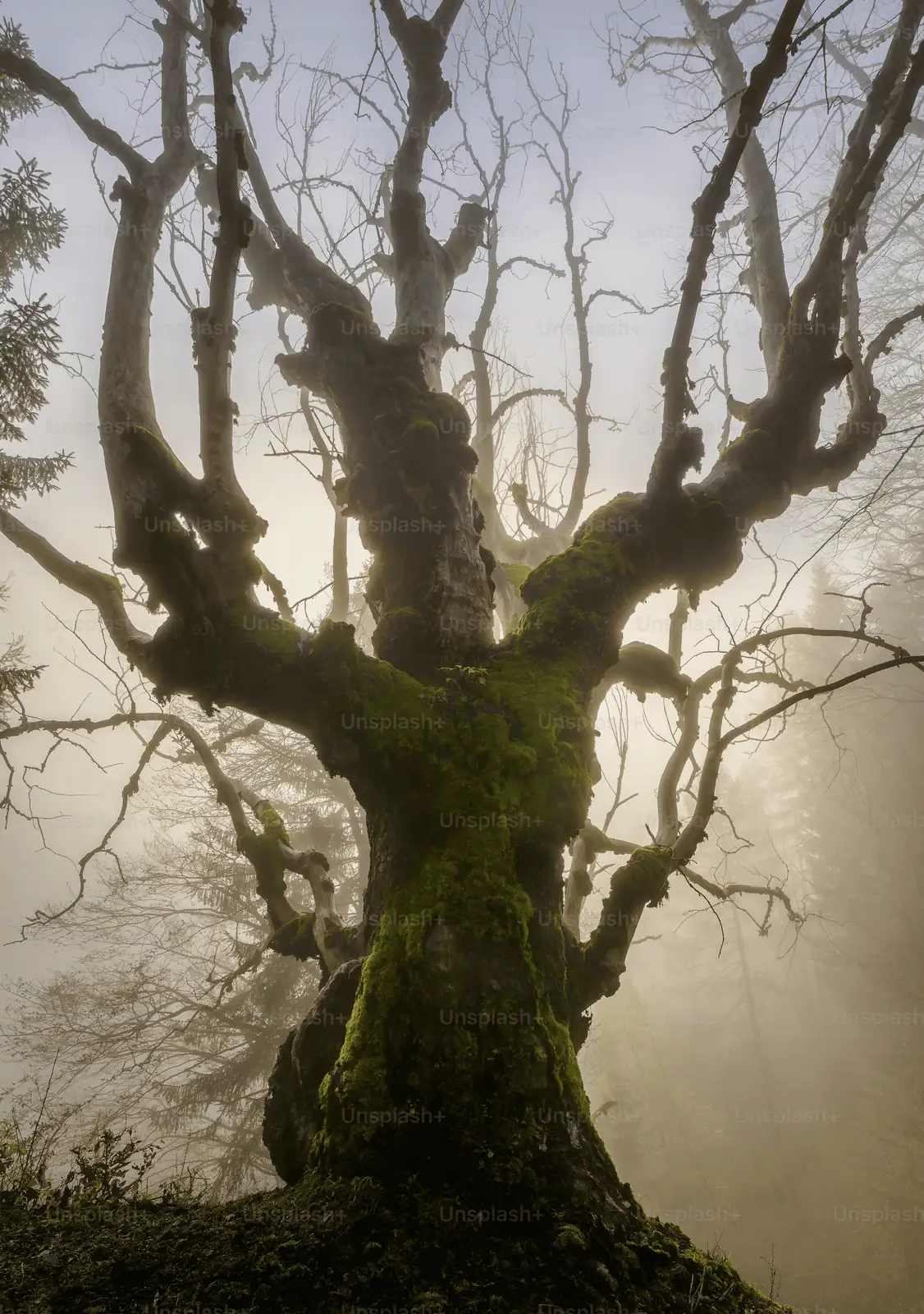 tree crown reduction process
