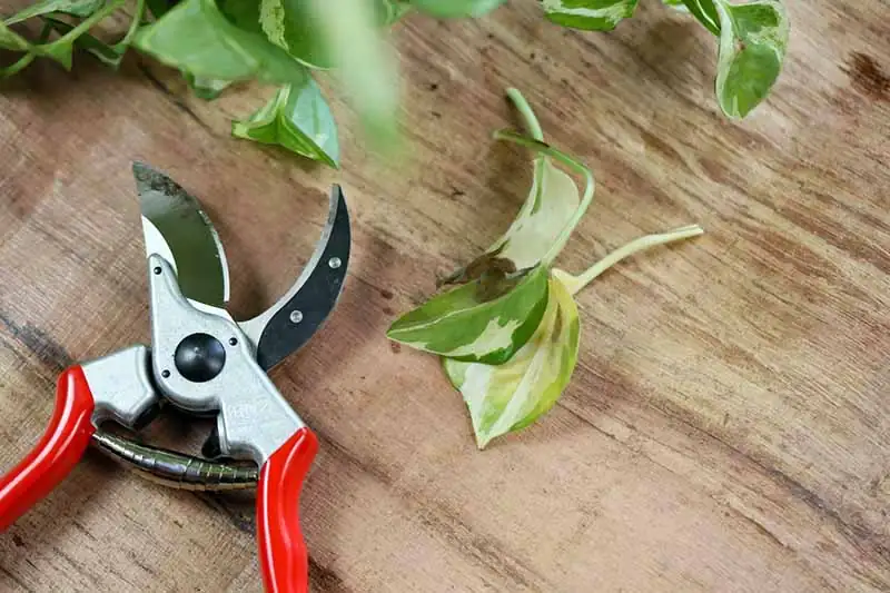 Pruning Perfection: Watering and Feeding Your Plants Back to Health