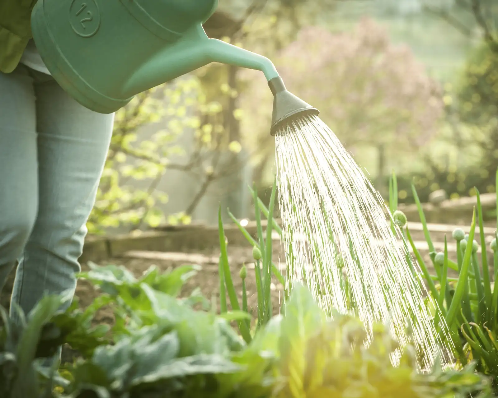 watering plants early morning
