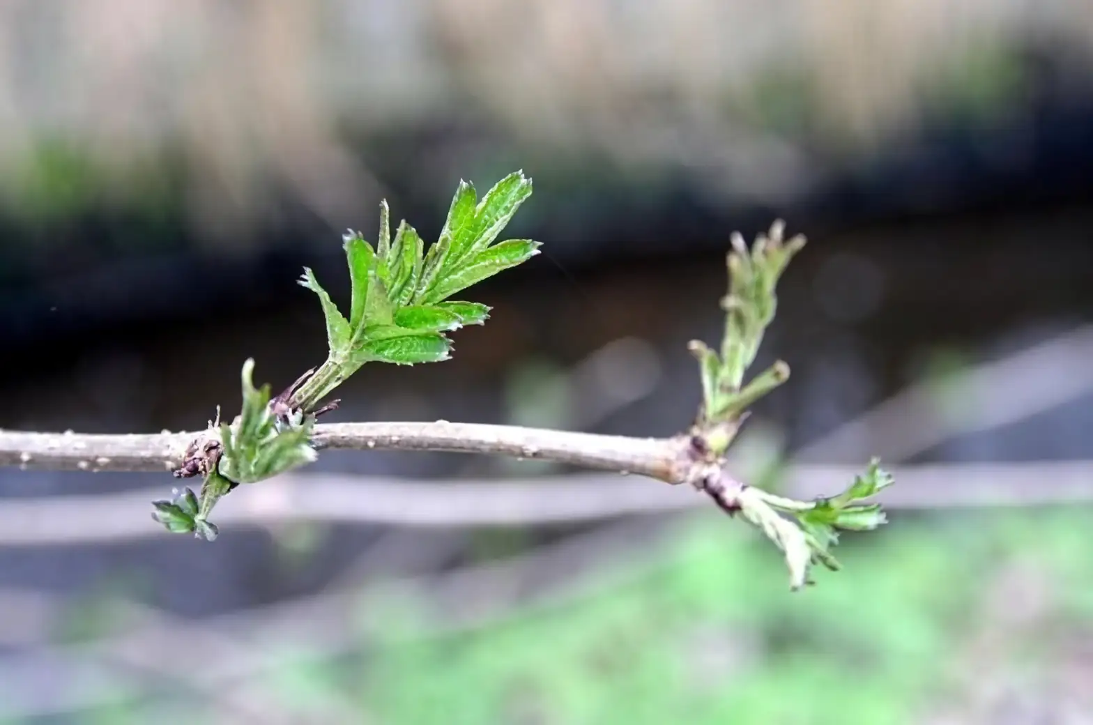 Reviving Your Pruned Plants: Signs of Recovery and What to Look For