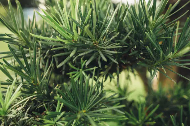 shrub thick branches