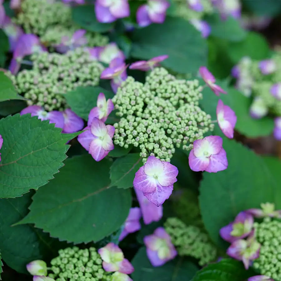 hydrangea new blooms