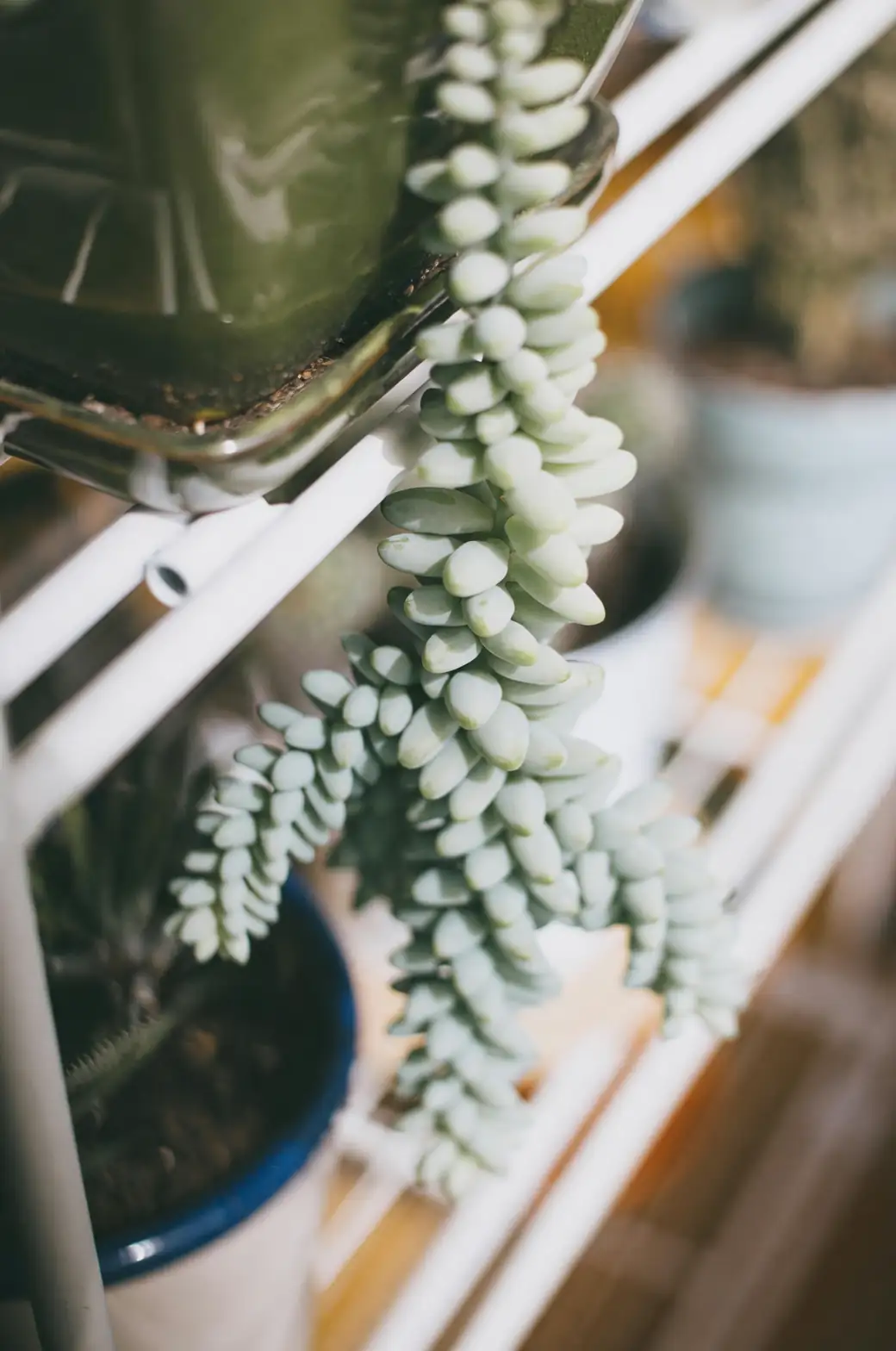 Master the Art of Caring for Burro’s Tail: From Watering to Light Needs