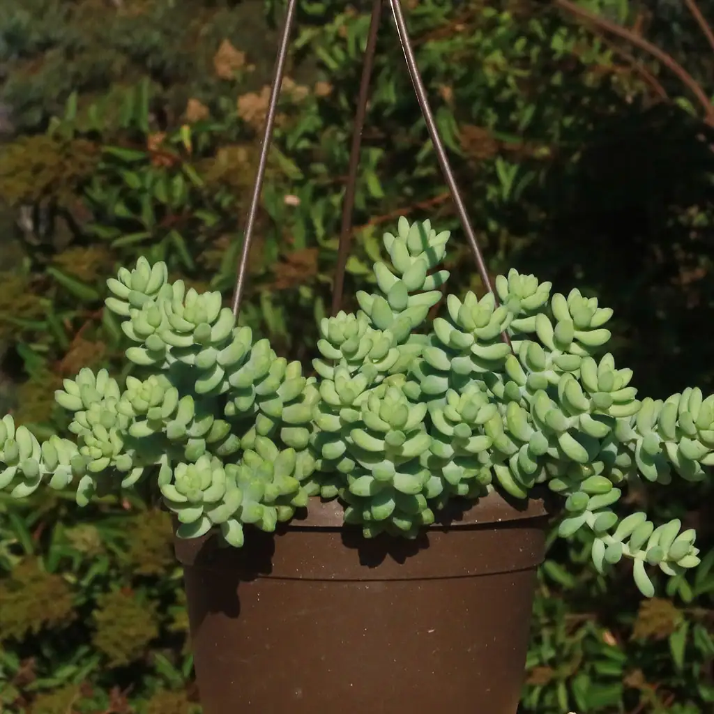 burro's tail sunny windowsill