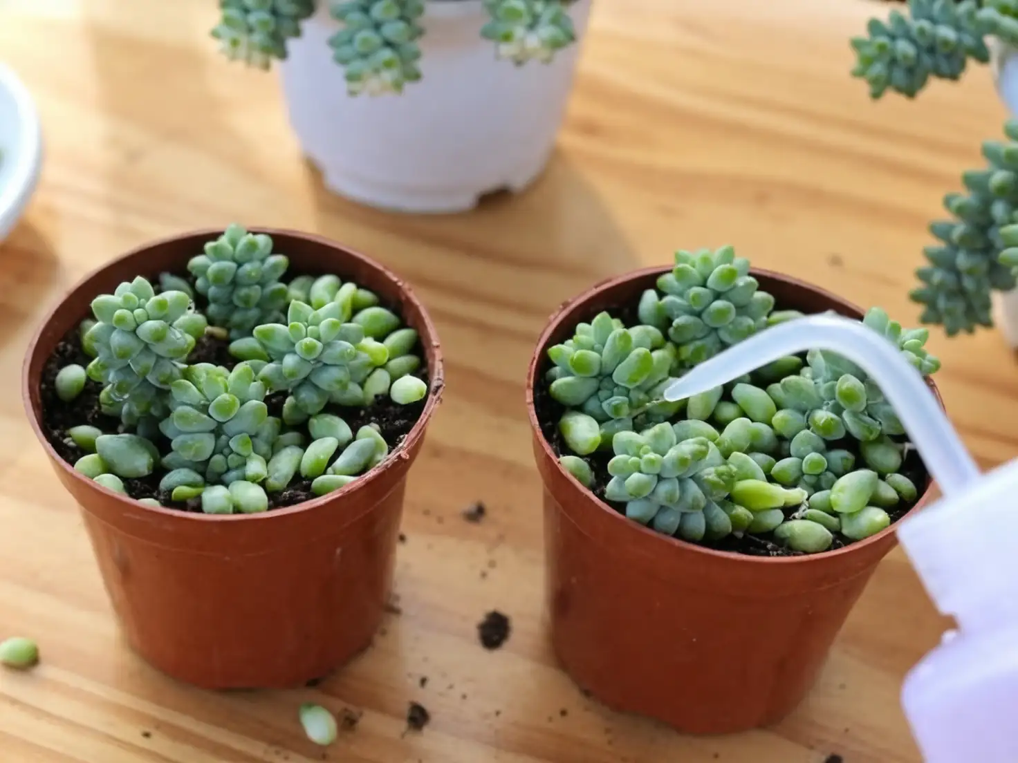 watering burro's tail succulent