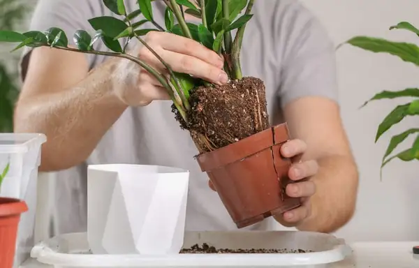 Is Your Plant Feeling Cramped? Discover the Signs It’s Time to Repot