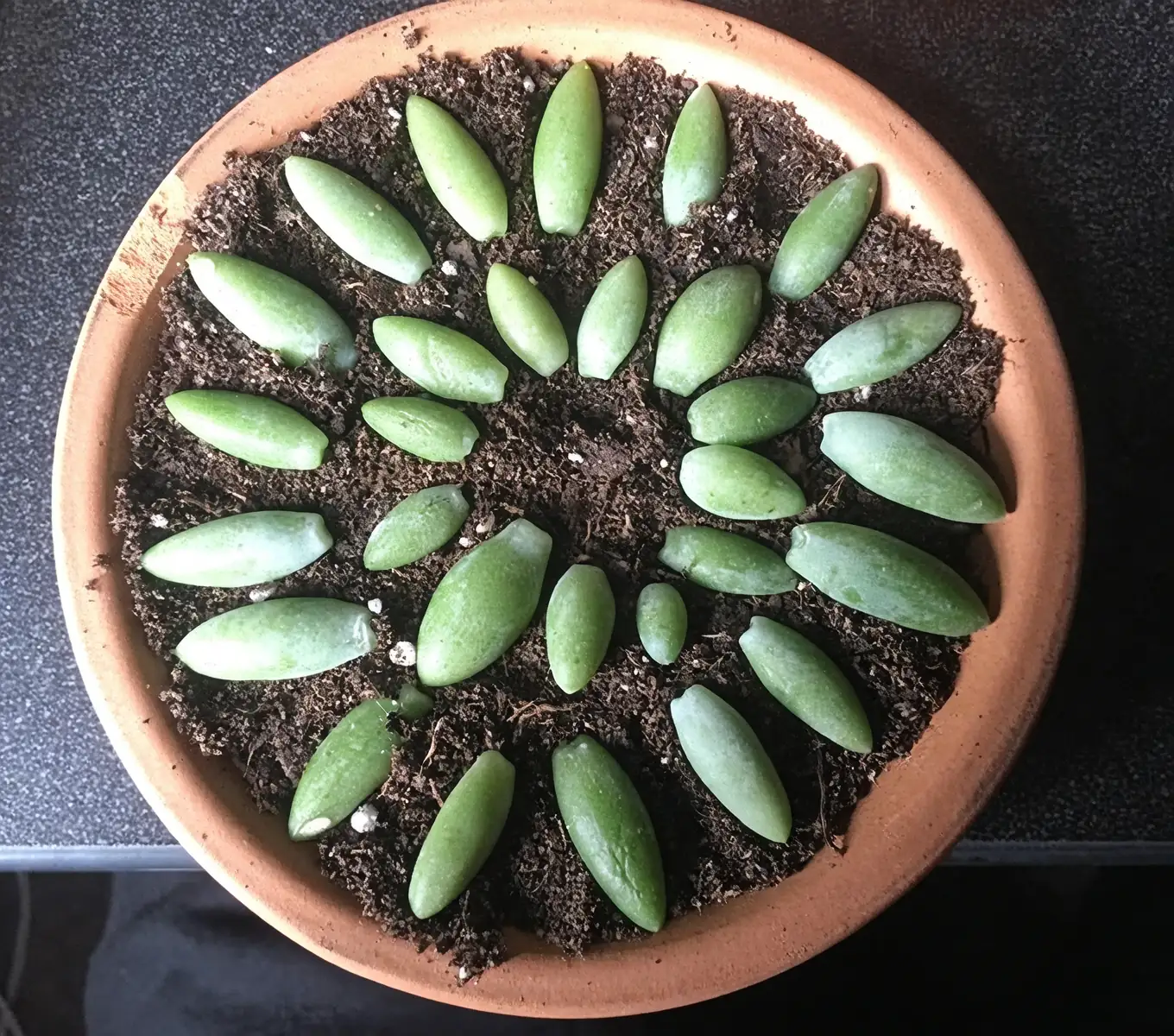 burro's tail propagation leaves