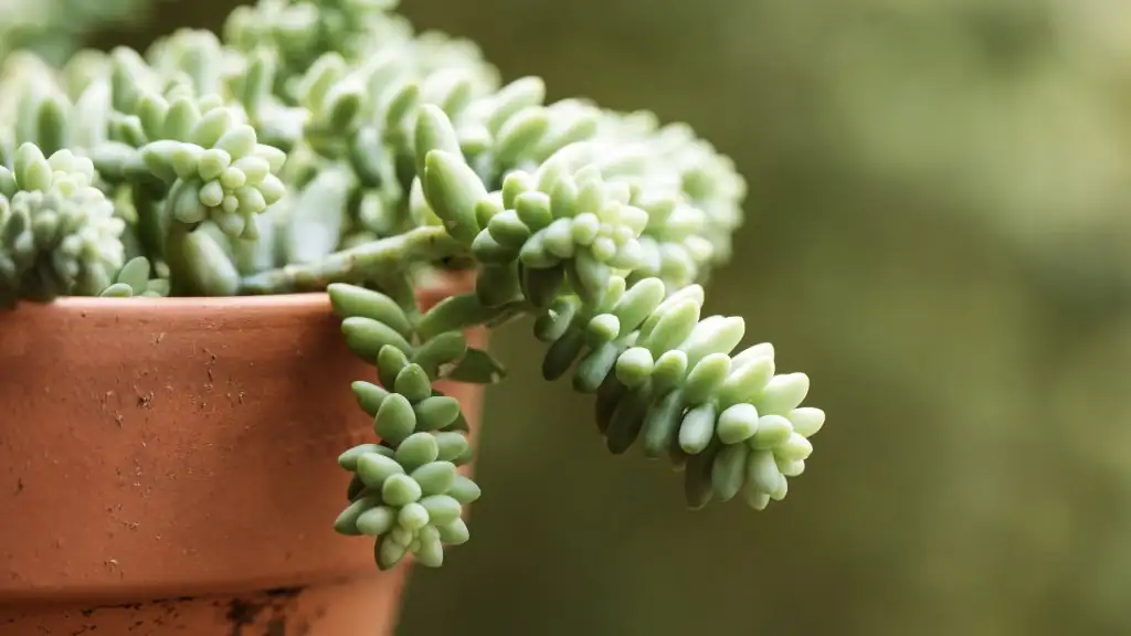 mealybugs on burro's tail