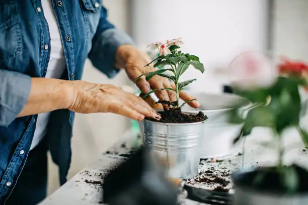 compact soil in plant pot