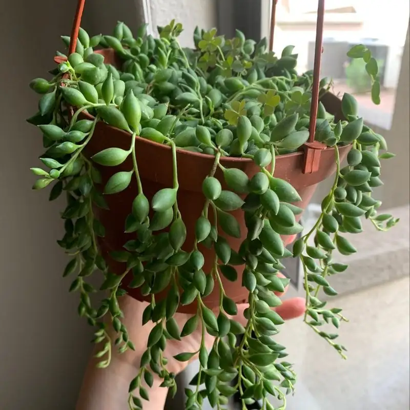 burro's tail root rot signs