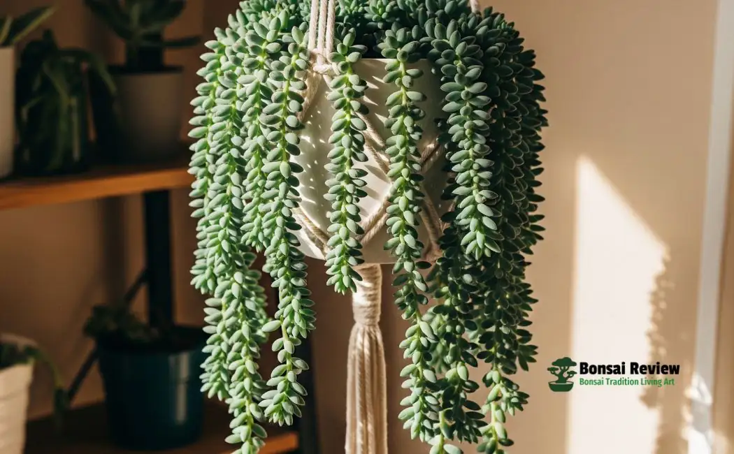 burro's tail in safe spot