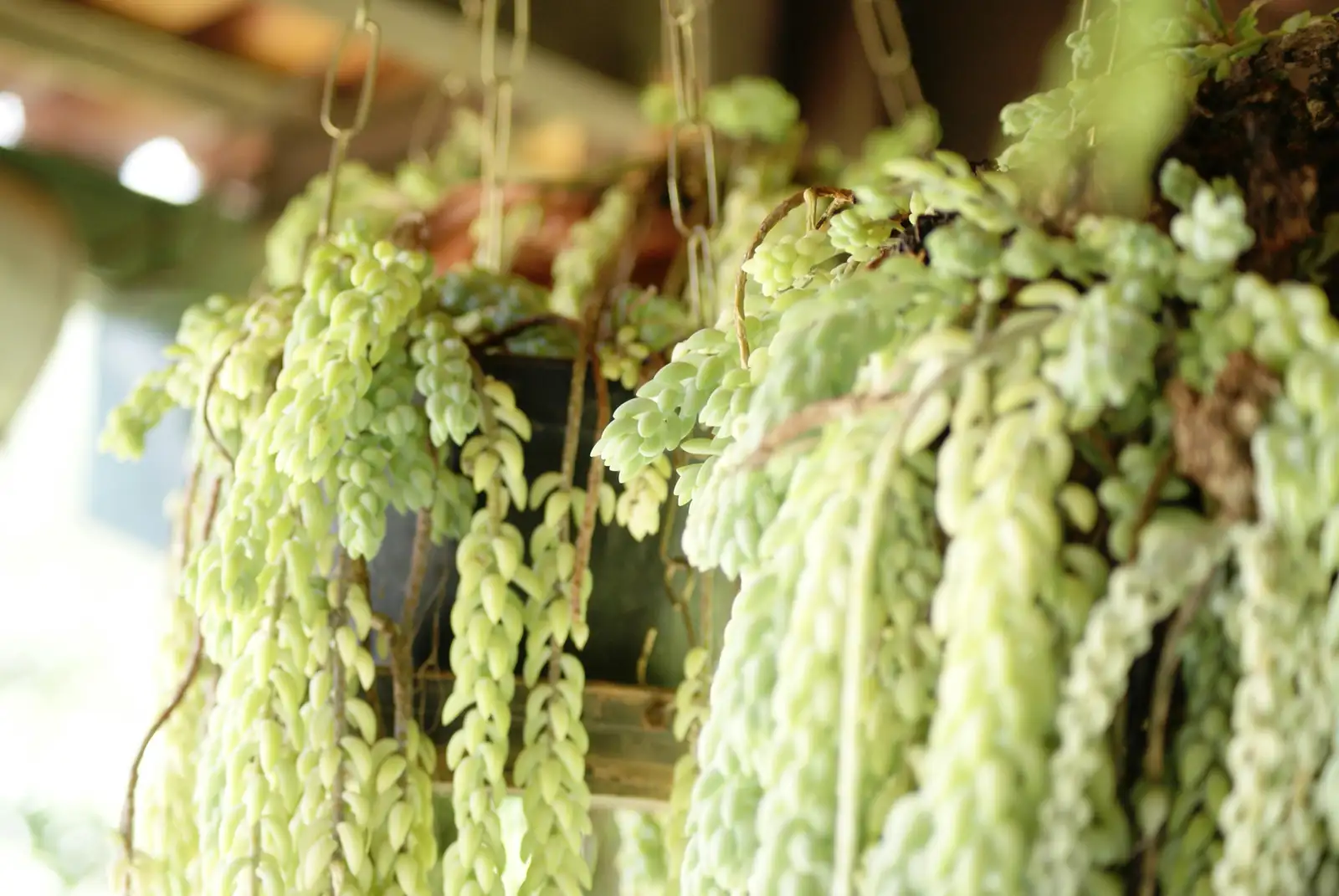 Journey to the Origins: The Mexican Roots of the Burro’s Tail
