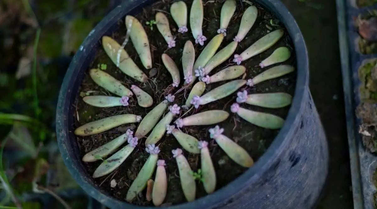 burro's tail propagation process