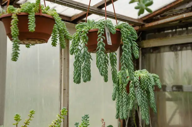 burro's tail in hanging pot