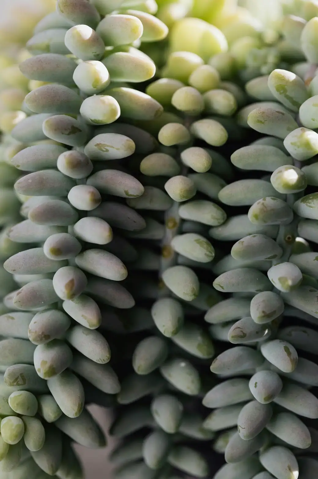 burro's tail trailing stems