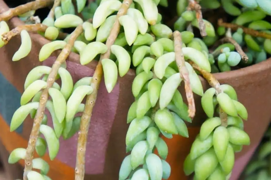 burro's tail fallen leaves
