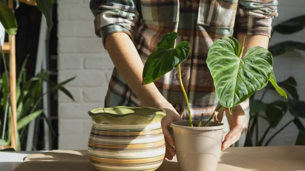 The Perfect Time to Repot Your Houseplants: A Seasonal Guide