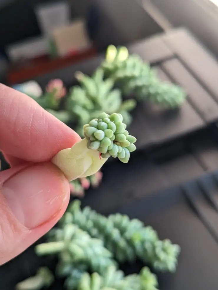 The Symbolism Behind Burro’s Tail: Resilience and Abundance in Succulent Form