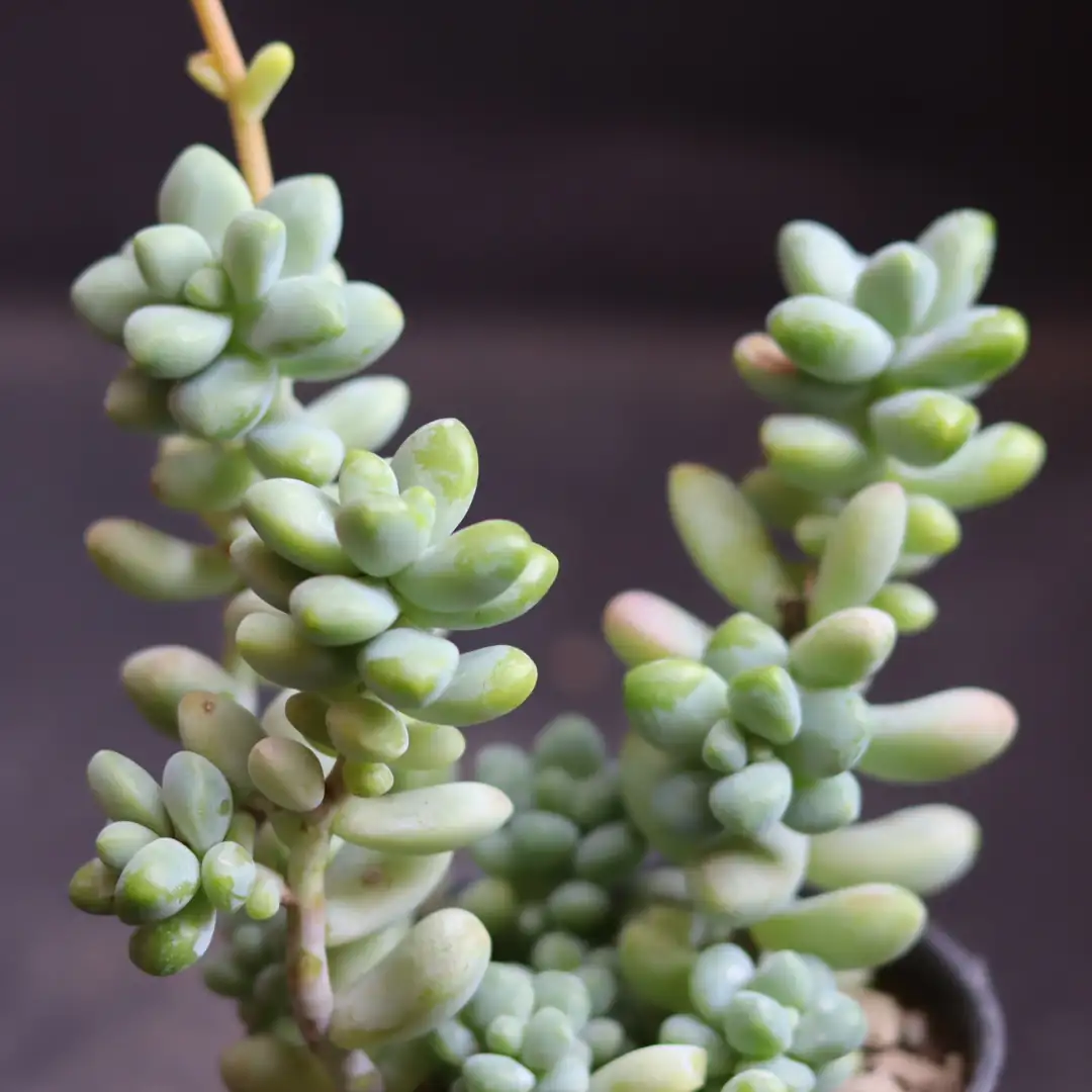 burro's tail close-up leaves