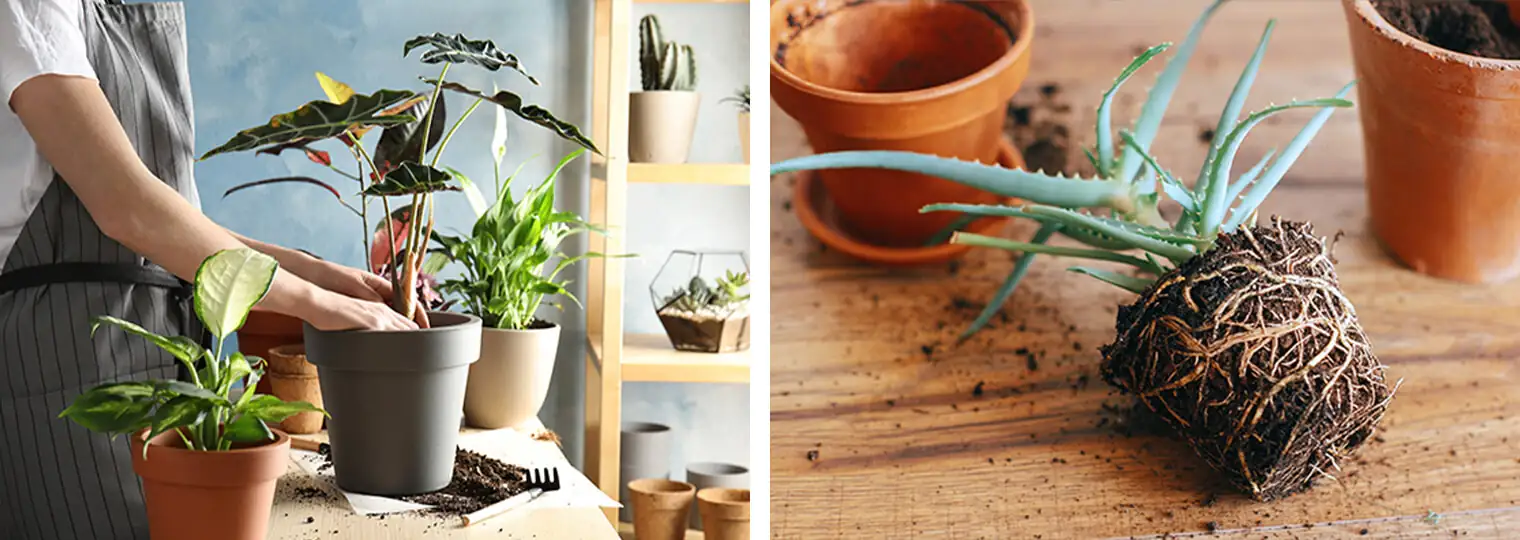 houseplant fall repotting