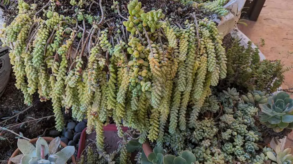 burro's tail lush growth