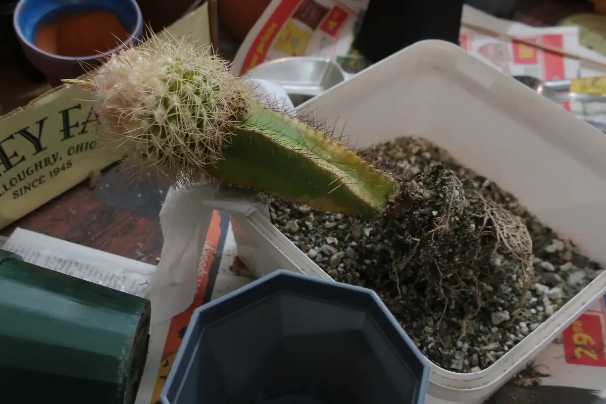 houseplant winter emergency repotting