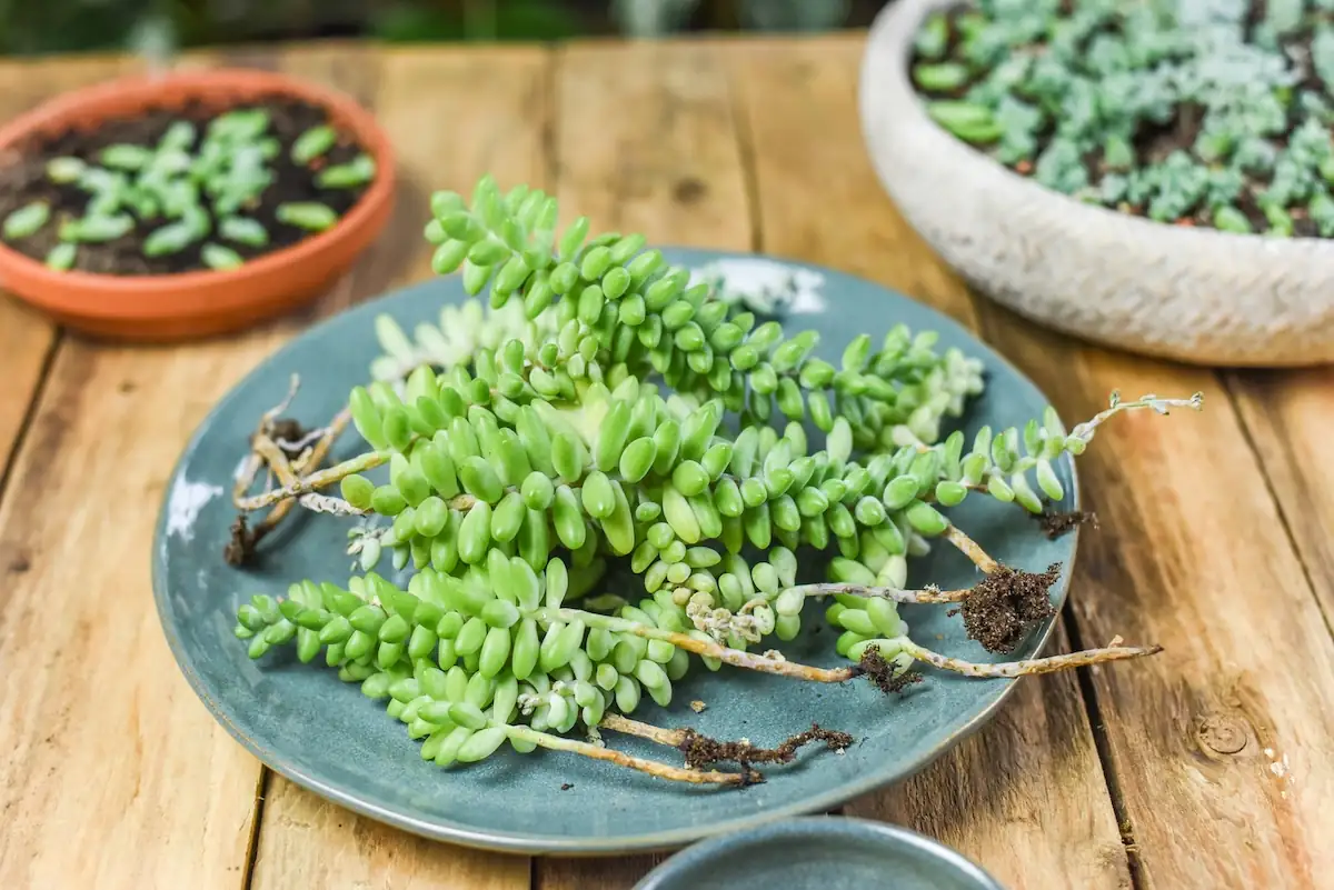 burro's tail indoor care