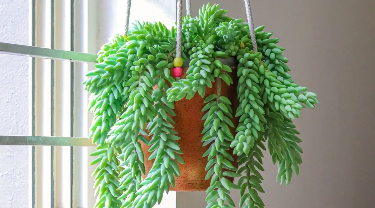 Decorating with Burro’s Tail: Transform Your Space with Trailing Elegance
